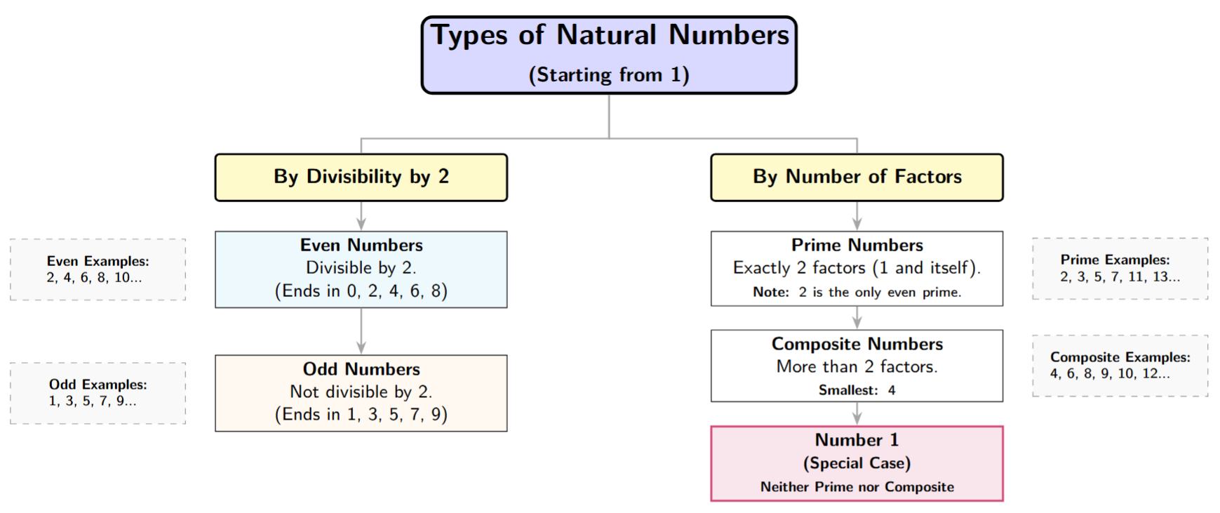 A mind map centered on Natural Numbers. Two main branches: 1. By Divisibility (Even and Odd), 2. By Factors (Prime, Composite, and the special case '1'). Sub-branches include definitions and examples.