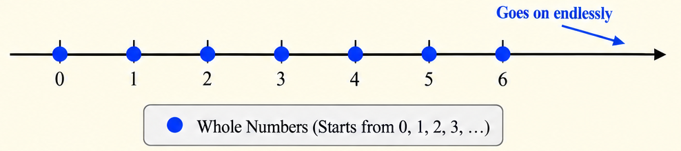 Number line showing whole numbers.