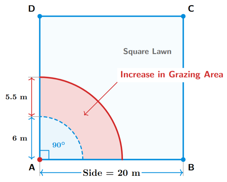 A calf tied at the corner of a square lawn showing the increase in grazing quadrant