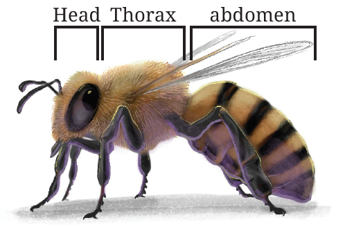 Diagram of a honeybee showing its body parts: head, thorax, and abdomen