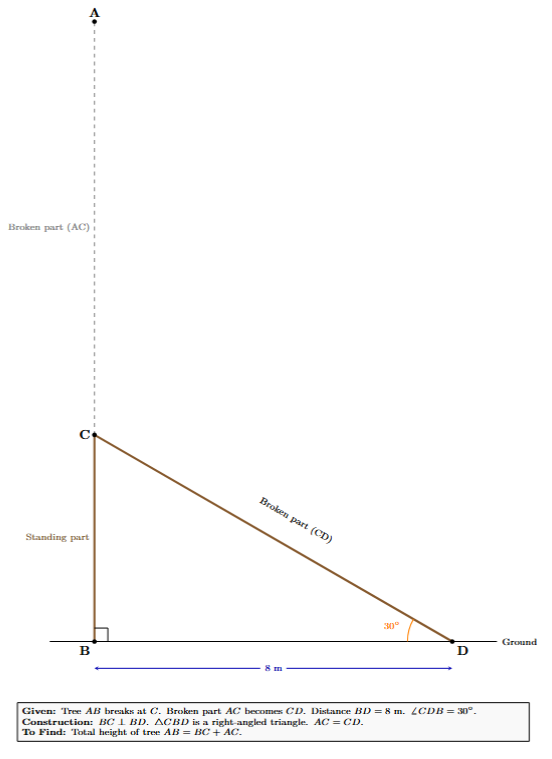 A broken tree AB with standing part BC and broken part AC. The broken part reaches the ground at D, where angle CDB is 30 degrees. The horizontal distance BD from the foot of the tree B to D is 8 metres.